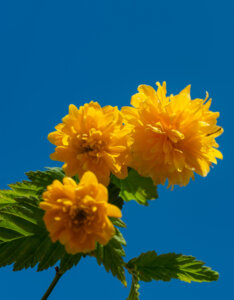 Kerria japonica Pleniflora - Corête du Japon - Fleurs