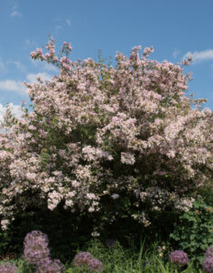 Kolkwitzia amabilis Pink Cloud - Buisson de beauté Pink Cloud - Vue d'ensemble