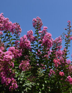 Lagerstroemia indica Rhapsody In Pink - Lilas des Indes rose - Vue d'ensemble