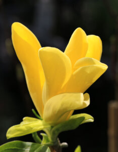 Magnolia Daphne - Magnolier jaune - Magnolia à feuilles acuminées - Fleur