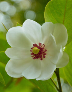 Magnolia sieboldii - Magnolia de Siebold - Fleur