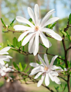 Magnolia stellata - Magnolia étoilée - Fleurs