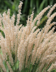 Melica ciliata - Mélique ciliée - Inflorescences