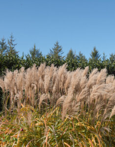 Miscanthus sinensis Malepartus - Eulalie - Roseau de Chine - Vue d'ensemble