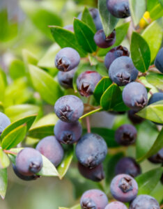 Myrtus communis - Myrte commun - Fructification