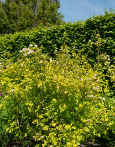 Physocarpus opulifolius Dart's Gold - Physcocarpe à feuilles d'obier - Vue d'ensemble