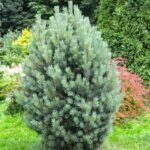 Pinus sylvestris Watereri - Vue d'ensemble