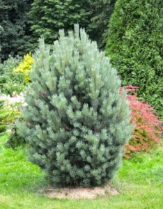 Pinus sylvestris Watereri - Vue d'ensemble