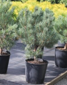Pinus sylvestris Watereri - Plante en pot