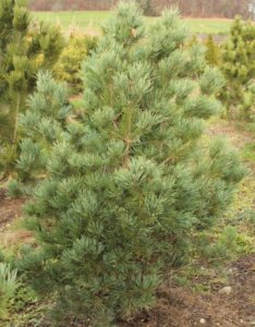 Pinus sylvestris Watereri - Vue d'ensemble