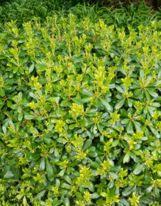 Pittosporum tobira Nanum - Pittospore du Japon compact - Feuillage