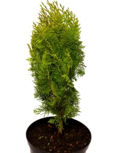 Platycladus orientalis Aurea Nana - Plante en pot