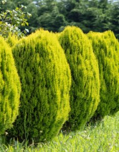 Platycladus orientalis Aurea Nana - Vue d'ensemble