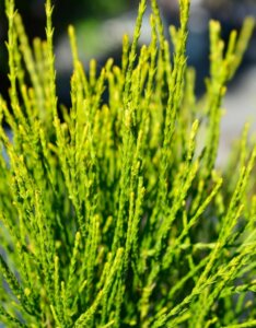 Platycladus orientalis Franky Boy - Feuillage