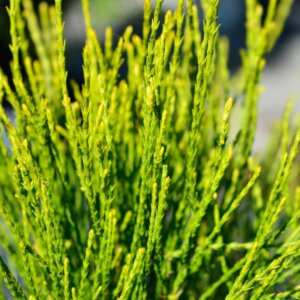 Platycladus orientalis Franky Boy - Feuillage