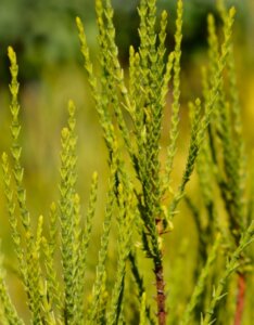Platycladus orientalis Franky Boy - Feuillage