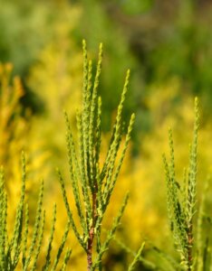 Platycladus orientalis Franky Boy - Feuillage