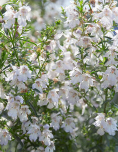 Prostanthera cuneata - Buisson de menthe - Fleurs