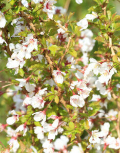 Prunus incisa Kojo-No-Mai - Cerisier à fleurs du Japon nain - feuillage et fleurs