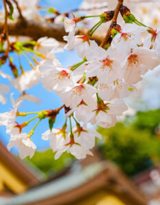 Prunus nipponica Brillant - Cerisier alpin du Japon - Fleurs