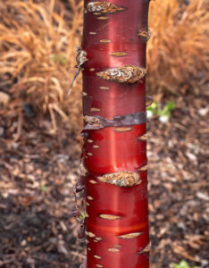 Prunus serrula - Cerisier du Tibet - Écorce
