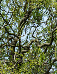 Salix babylonica Tortuosa - Saule tortueux - Bois
