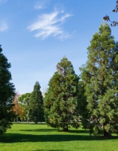 Séquoiadendron giganteum - Vue d'ensemble