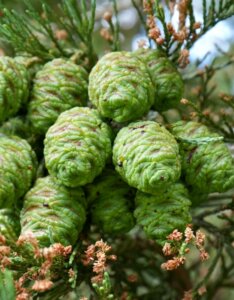 Séquoiadendron giganteum - Fruits