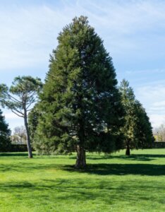 Séquoiadendron giganteum - Vue d'ensemble