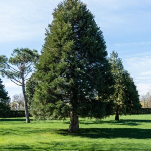 Séquoiadendron giganteum - Vue d'ensemble