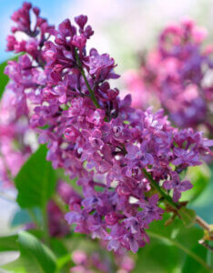 Syringa vulgaris Belle De Nancy - Lilas commun - Inflorescence