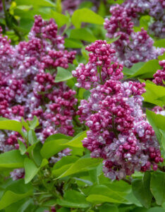 Syringa vulgaris Katherine Havemeyer - Lilas commun - Inflorescences