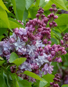 Syringa vulgaris Katherine Havemeyer - Lilas commun - Inflorescence