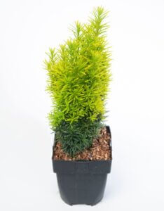 Taxus baccata David - Plante en pot