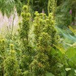Taxus baccata David - Vue d'ensemble
