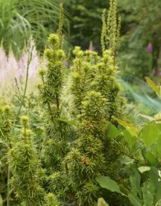 Taxus baccata David - Vue d'ensemble