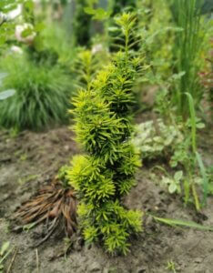 Taxus baccata David - Jeune plant