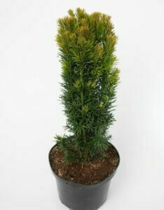 Taxus baccata Fastigiata Robusta - Plante en pot