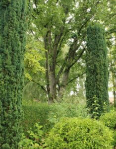 Taxus baccata Fastigiata Robusta - Vue d'ensemble