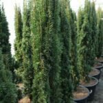 Taxus baccata Fastigiata Robusta - Plante en pot
