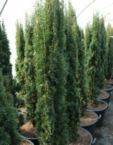 Taxus baccata Fastigiata Robusta - Plante en pot