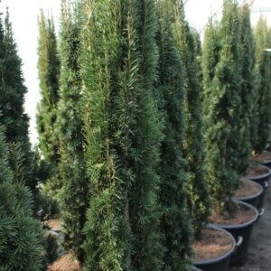 Taxus baccata Fastigiata Robusta - Plante en pot