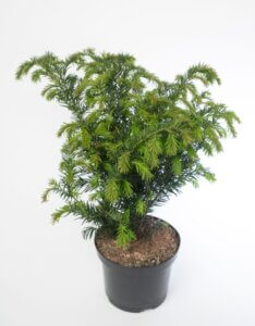 Taxus baccata Repandens - Plante en pot