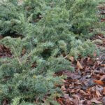 Taxus baccata Repandens - Vue d'ensemble