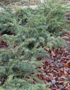 Taxus baccata Repandens - Vue d'ensemble