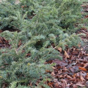Taxus baccata Repandens - Vue d'ensemble