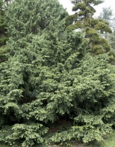 Taxus baccata Repandens- Vue d'ensemble