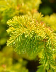 Taxus baccata Semperaurea - Feuillage