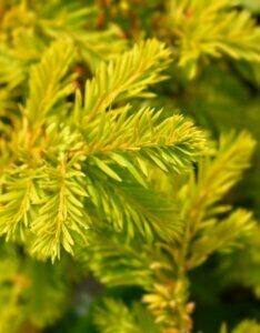 Taxus baccata Semperaurea - Feuillage