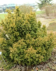 Taxus baccata Semperaurea - Vue d'ensemble